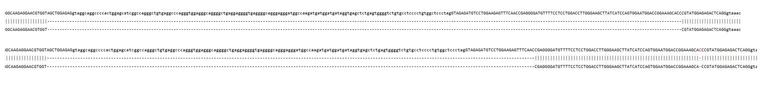 Sanger Sequencing - Human VIL1 Knockout A549 cell line (AB324222)