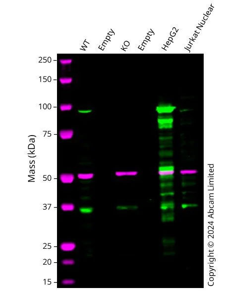 Western blot - Human VIL1 Knockout A549 cell line (AB324222)