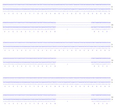 Next Generation Sequencing - Human VIM knockout A549 cell line (AB288984), expandable thumbnail