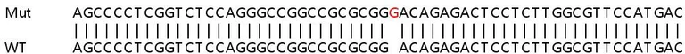 Sanger Sequencing - Human VIMP (SELS) knockout HeLa cell line (AB265440)