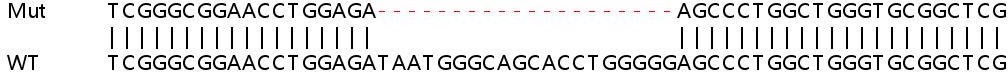 Sanger Sequencing - Human VKORC1 knockout HEK-293T cell line (AB266095)