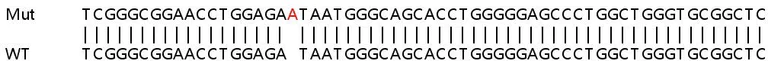 Sanger Sequencing - Human VKORC1 knockout HEK-293T cell lysate (AB258282)