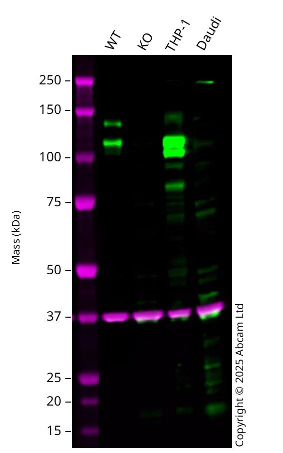 Western blot - Human VLDLR knockout U-87 MG cell line (AB306807)