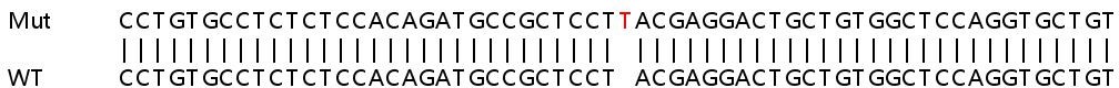 Sanger Sequencing - Human VOPP1 knockout HeLa cell line (AB265641), expandable thumbnail