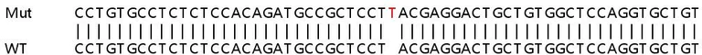 Sanger Sequencing - Human VOPP1 knockout HeLa cell lysate (AB259238)