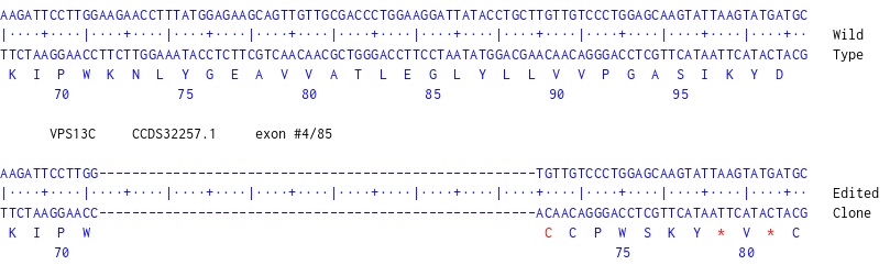 Next Generation Sequencing - Human VPS13C Knockout HeLa cell line (AB324259), expandable thumbnail