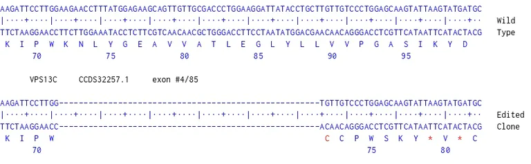 Next Generation Sequencing - Human VPS13C Knockout HeLa cell line (AB324259)