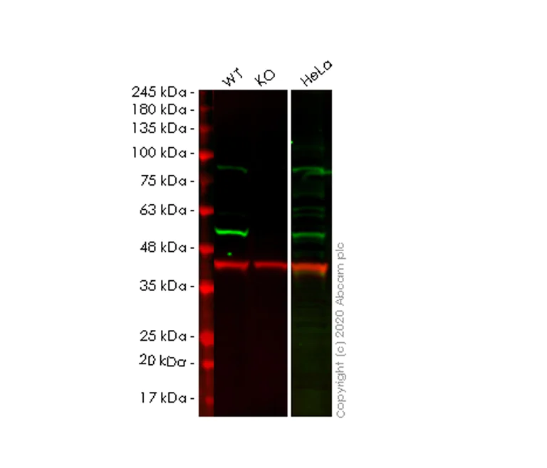 Western blot - Human VRK1 knockout HEK-293T cell lysate (AB258283)