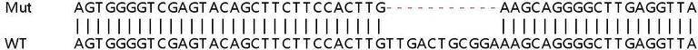 Sanger Sequencing - Human VRK3 knockout HeLa cell line (AB264721)