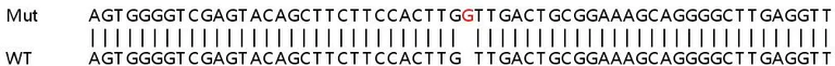 Sanger Sequencing - Human VRK3 knockout HeLa cell line (AB264721)