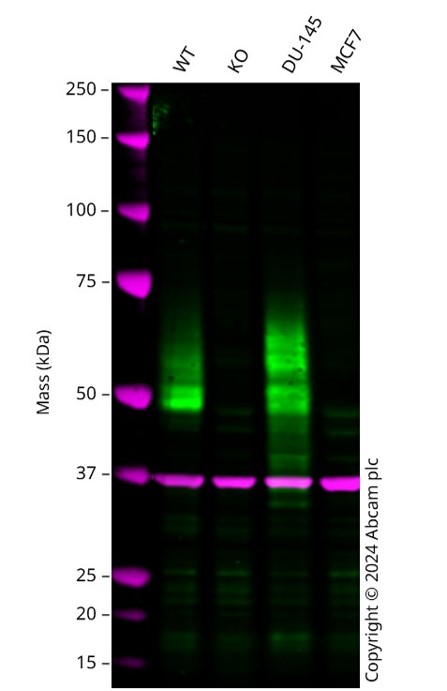 Human VSIR knockout A549 cell line