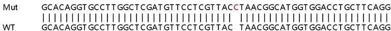 Sanger Sequencing - Human WASF2 (WAVE2) knockout HeLa cell line (AB265762)