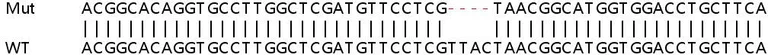 Sanger Sequencing - Human WASF2 (WAVE2) knockout HeLa cell line (AB265762)