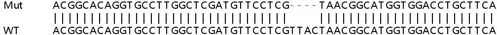 Human WASF2 (WAVE2) knockout HeLa cell lysate