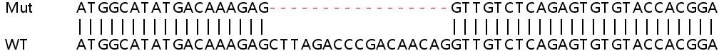 Sanger Sequencing - Human WASF3 knockout HEK-293T cell lysate (AB263415), expandable thumbnail