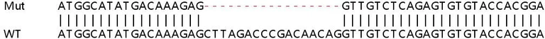 Sanger Sequencing - Human WASF3 knockout HEK-293T cell lysate (AB263415)