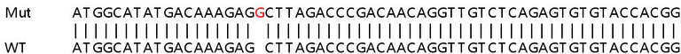 Sanger Sequencing - Human WASF3 knockout HEK-293T cell lysate (AB263415)