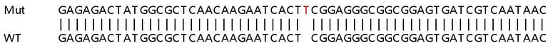 Sanger Sequencing - Human WBP2 knockout HeLa cell lysate (AB263417)