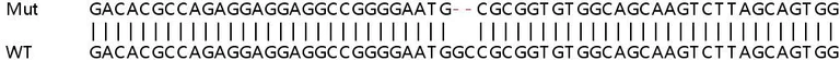 Sanger Sequencing - Human WDR13 knockout HeLa cell line (AB265513)