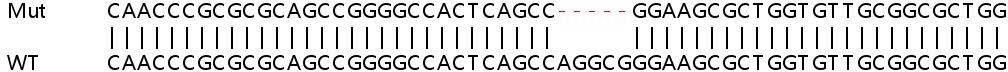 Human WDR34 knockout HEK-293T cell line