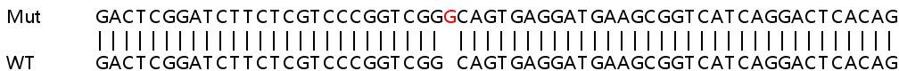 Sanger Sequencing - Human WDR4 knockout HeLa cell line (AB265109), expandable thumbnail