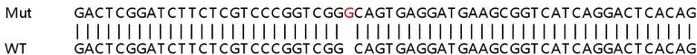 Sanger Sequencing - Human WDR4 knockout HeLa cell line (AB265109)
