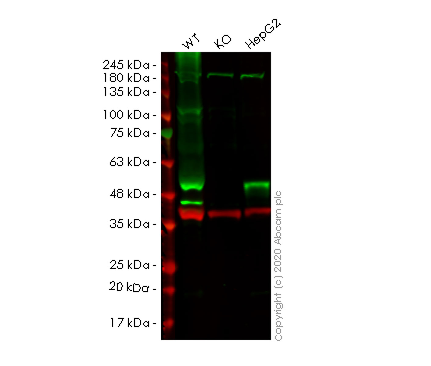 Western blot - Human WDR4 knockout HeLa cell line (AB265109), expandable thumbnail
