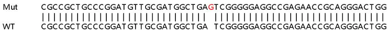 Sanger Sequencing - Human WDR41 knockout HeLa cell line (AB265975)