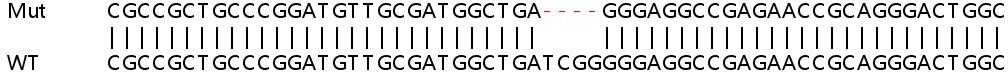Sanger Sequencing - Human WDR41 knockout HeLa cell line (AB265975), expandable thumbnail