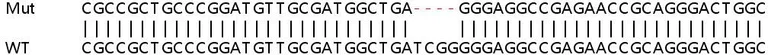Sanger Sequencing - Human WDR41 knockout HeLa cell line (AB265975)