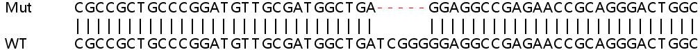 Sanger Sequencing - Human WDR41 knockout HeLa cell line (AB265975), expandable thumbnail