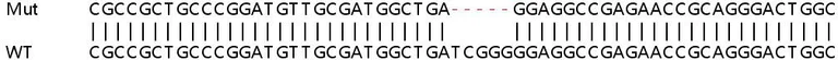 Sanger Sequencing - Human WDR41 knockout HeLa cell line (AB265975)
