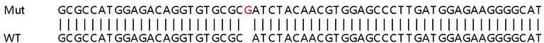 Sanger Sequencing - Human WDR45 knockout HeLa cell lysate (AB258762)
