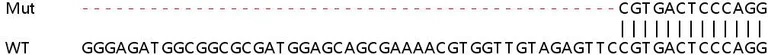 Sanger Sequencing - Human WDR59 knockout HeLa cell line (AB265994)