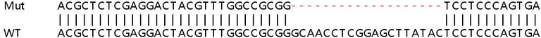 Sanger Sequencing - Human WDR6 knockout HeLa cell lysate (AB258763)
