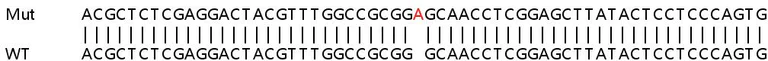 Sanger Sequencing - Human WDR6 knockout HeLa cell lysate (AB258763)