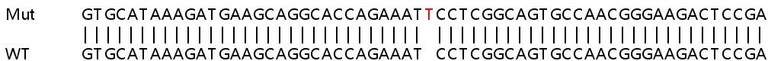 Sanger Sequencing - Human WHSC1 (NSD2) knockout HeLa cell line (AB264936)