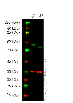Western blot - Human WHSC1 (NSD2) knockout HeLa cell lysate (AB257798)