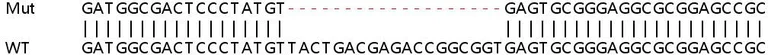 Sanger Sequencing - Human WIBG (PYM) knockout HEK-293T cell line (AB266709)