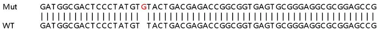 Sanger Sequencing - Human WIBG (PYM) knockout HEK-293T cell lysate (AB263421)