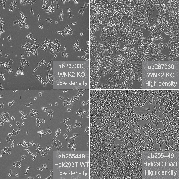 Cell Culture - Human WNK2 knockout HEK-293T cell line (AB267330)