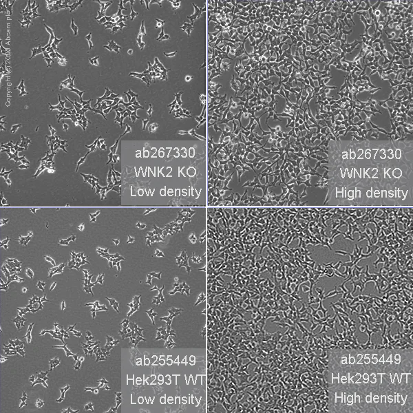 Cell Culture - Human WNK2 knockout HEK-293T cell line (AB267330)