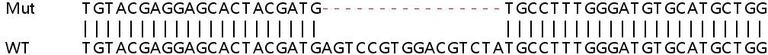 Sanger Sequencing - Human WNK2 knockout HEK-293T cell line (AB267330)