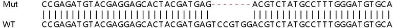 Sanger Sequencing - Human WNK2 knockout HEK-293T cell lysate (AB258286)