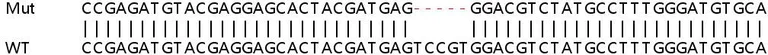 Sanger Sequencing - Human WNK2 knockout HEK-293T cell lysate (AB258286)