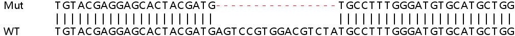 Sanger Sequencing - Human WNK2 knockout HEK-293T cell lysate (AB258287)
