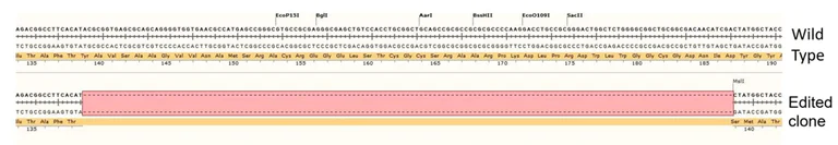 Next Generation Sequencing - Human WNT5A knockout A549 cell line (AB277822)