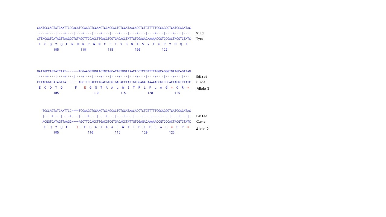 Next Generation Sequencing - Human WNT5A knockout HeLa cell line (AB264019), expandable thumbnail
