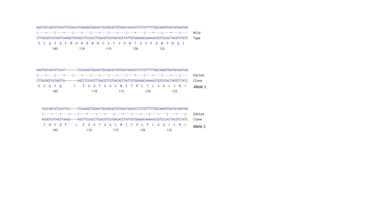 Next Generation Sequencing - Human WNT5A knockout HeLa cell line (AB264019)