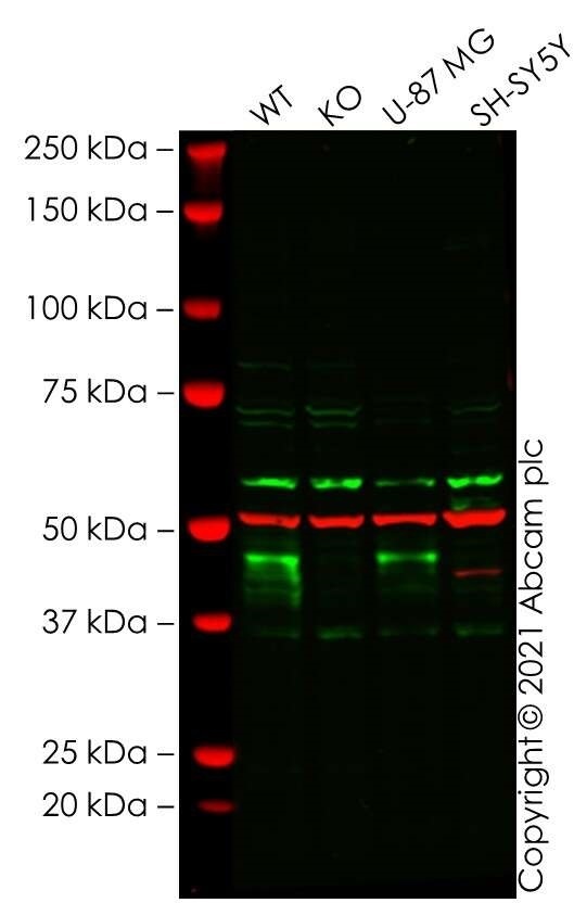 Western blot - Human WNT5A knockout HeLa cell line (AB264019), expandable thumbnail